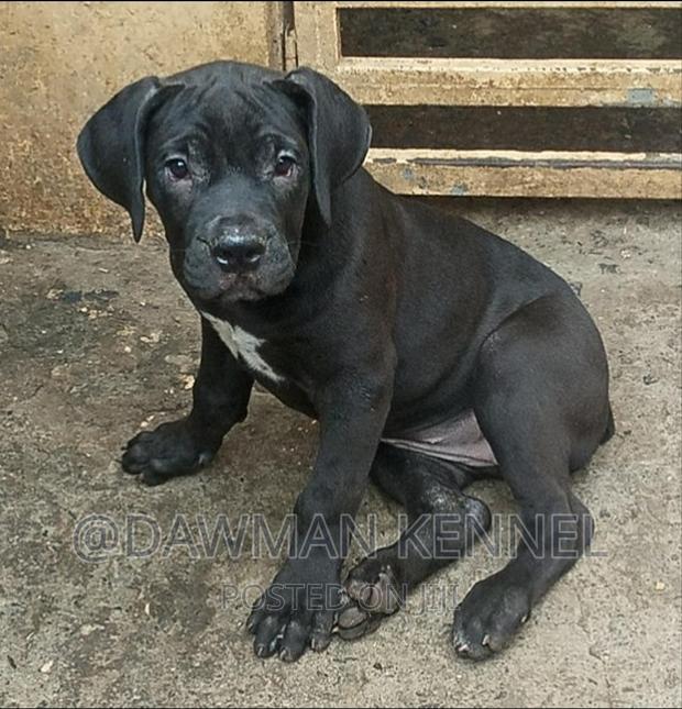 1-3 months Male Purebred Boerboel