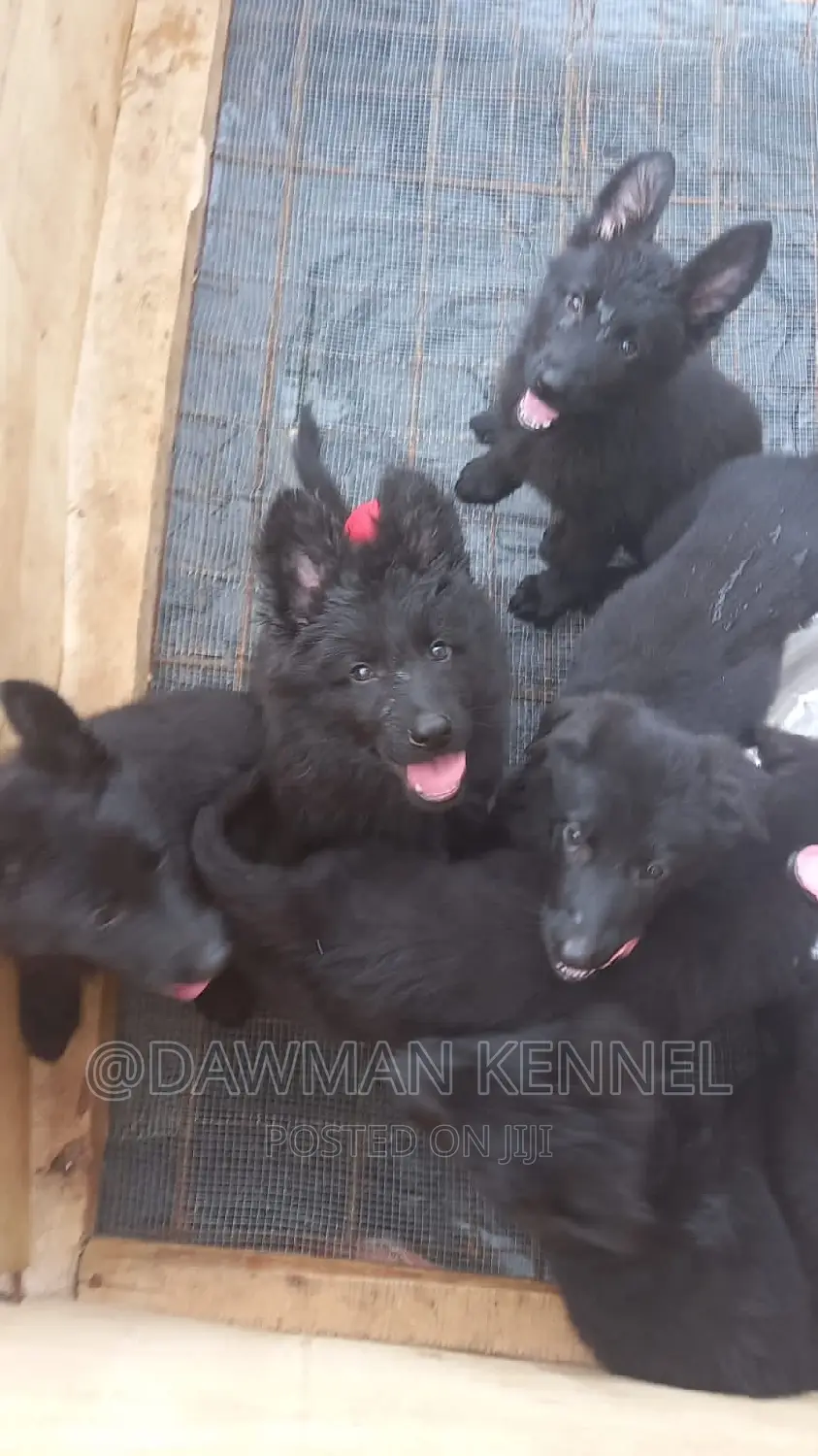 1-3 months Male Purebred German Shepherd
