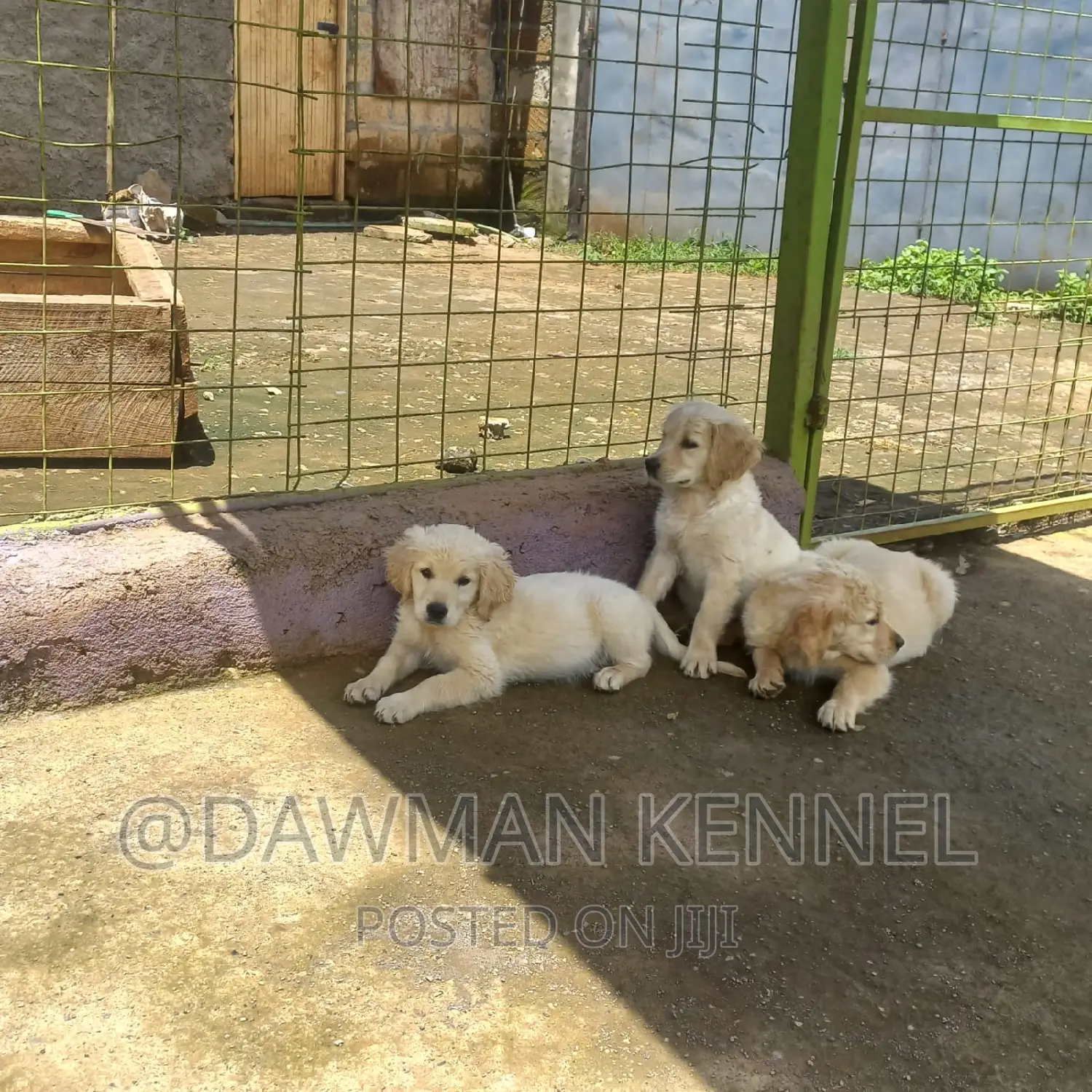 1-3 months Male Purebred Golden Retriever