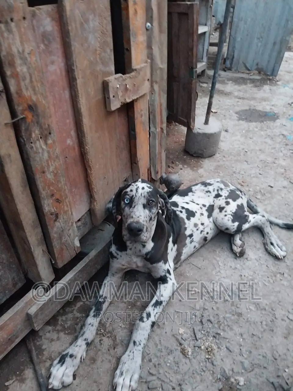 3-6 months Male Purebred Great Dane