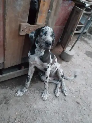 3-6 months Male Purebred Great Dane