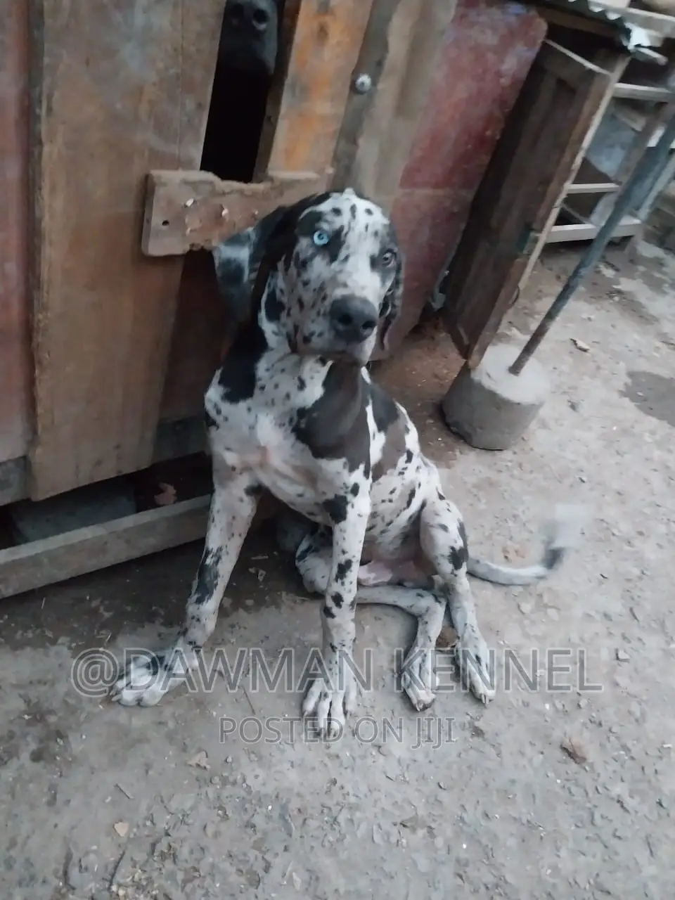 3-6 months Male Purebred Great Dane