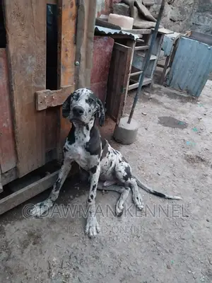 3-6 months Male Purebred Great Dane