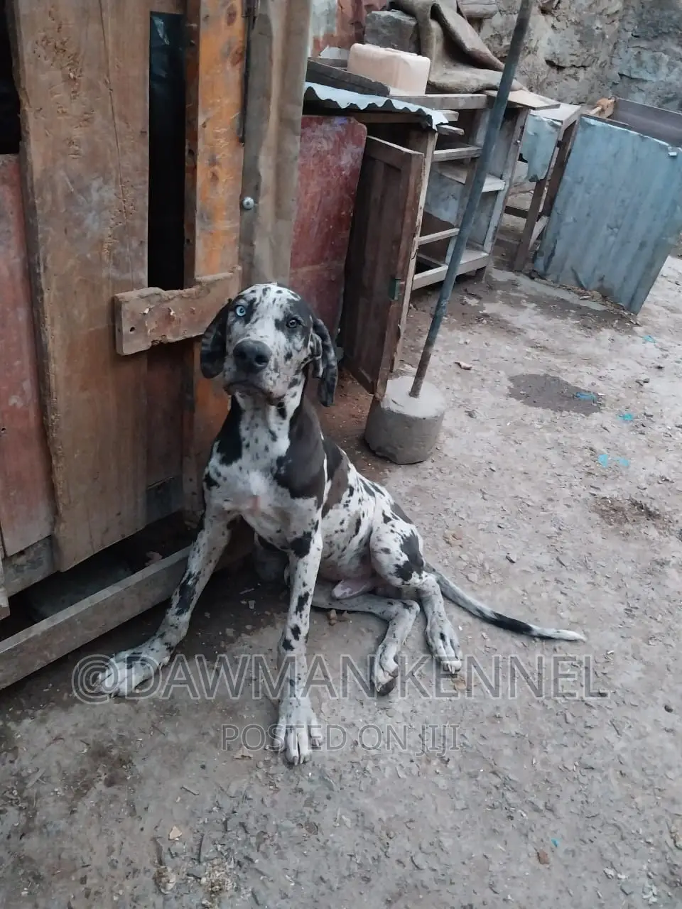 3-6 months Male Purebred Great Dane