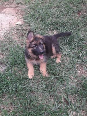 1-3 months Male Purebred German Shepherd - main view
