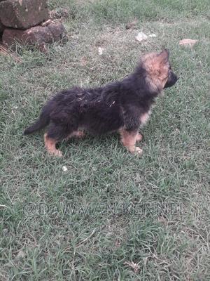 1-3 months Male Purebred German Shepherd - thumbnail 2