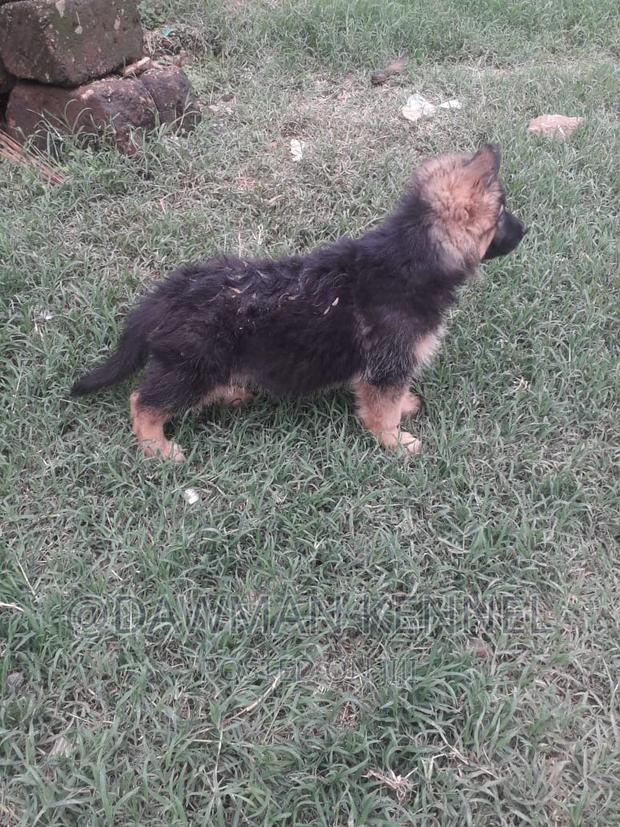 1-3 months Male Purebred German Shepherd - main view