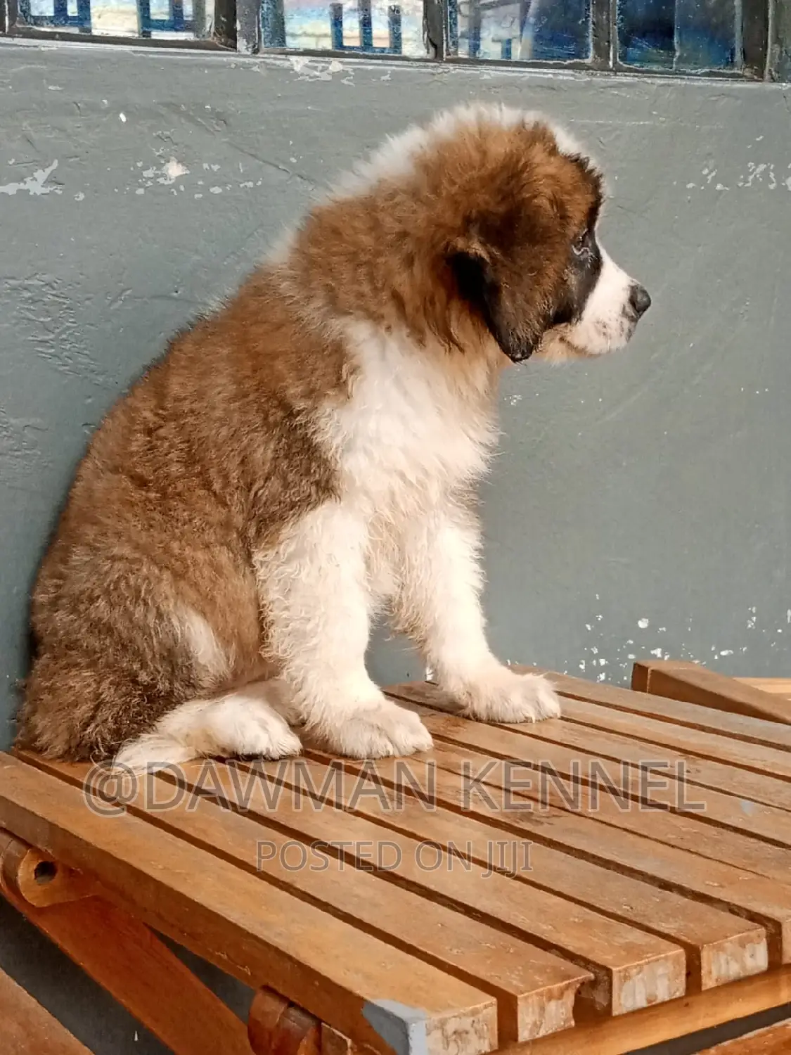1-3 months Female Purebred Saint Bernard
