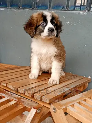 1-3 months Female Purebred Saint Bernard