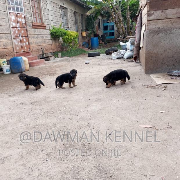 1-3 months Male Purebred German Shepherd - main view