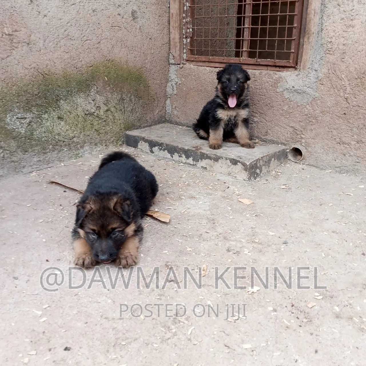 1-3 months Female Purebred German Shepherd