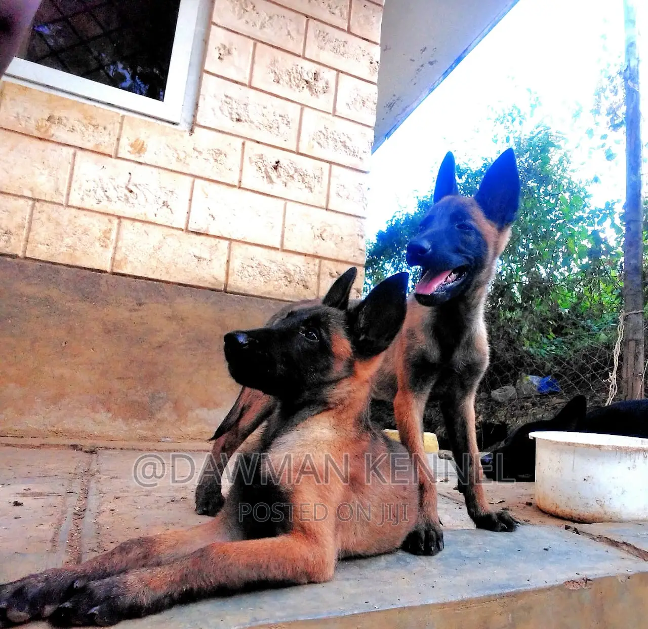 1-3 months Male Purebred Belgian Malinois