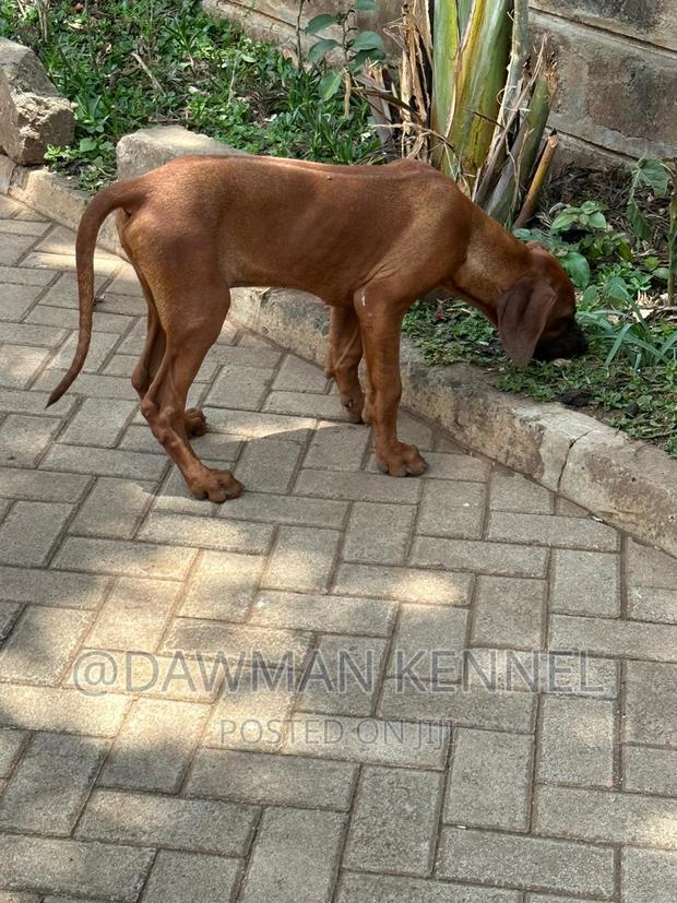 1-3 months Male Purebred Rhodesian Ridgeback - main view