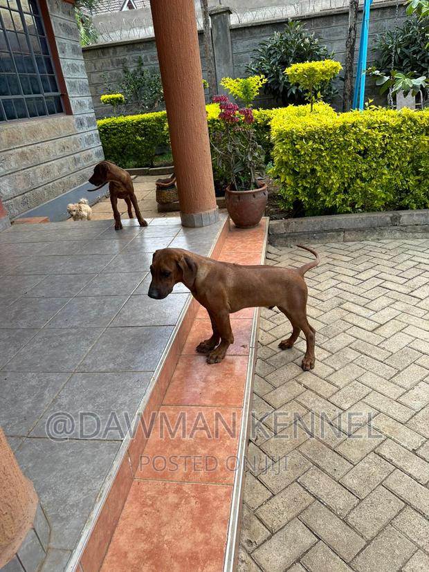 1-3 months Female Purebred Rhodesian Ridgeback - main view