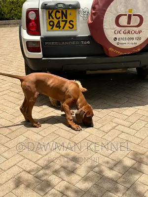 1-3 months Female Purebred Rhodesian Ridgeback