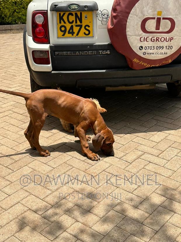 1-3 months Female Purebred Rhodesian Ridgeback - thumbnail 3