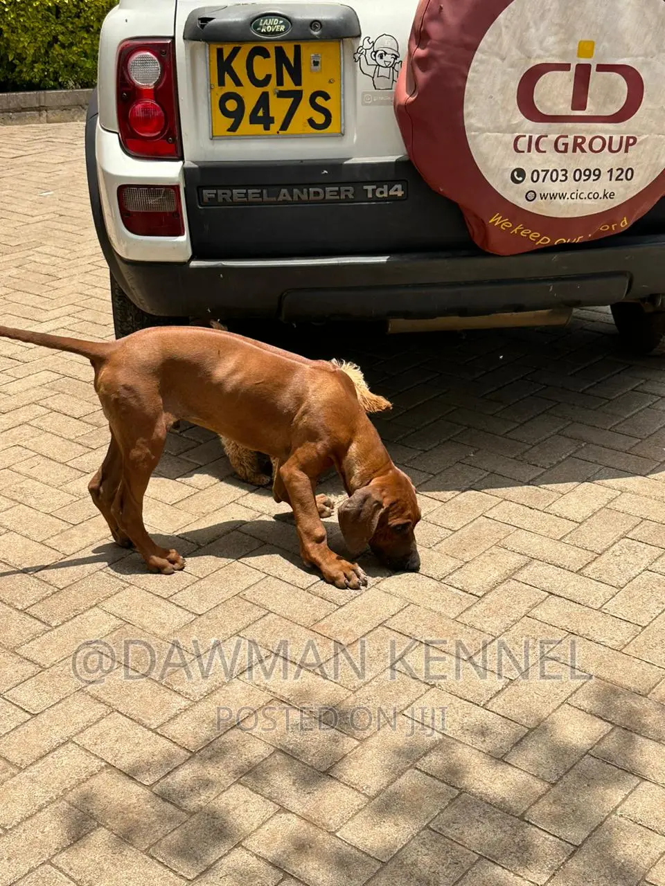 1-3 months Female Purebred Rhodesian Ridgeback