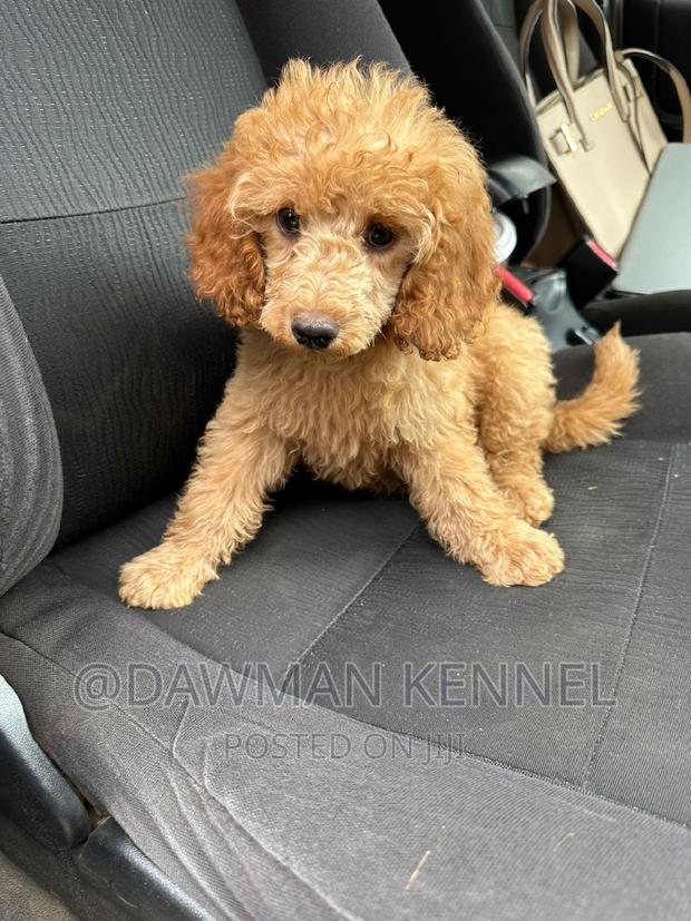 1-3 months Male Purebred Poodle - main view