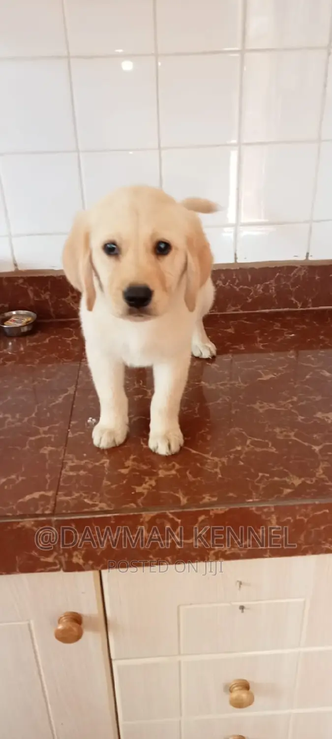 1-3 months Male Purebred Labrador Retriever