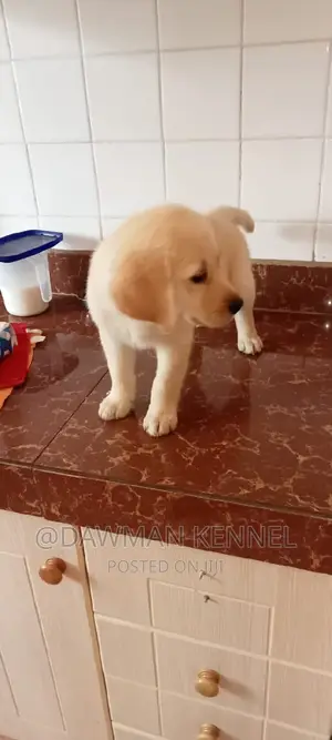 1-3 months Male Purebred Labrador Retriever