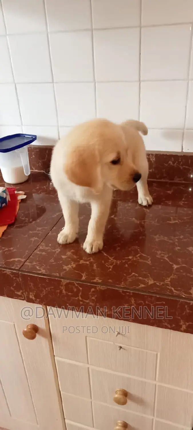 1-3 months Male Purebred Labrador Retriever