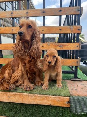 1-3 months Male Purebred Cocker Spaniel - thumbnail 2