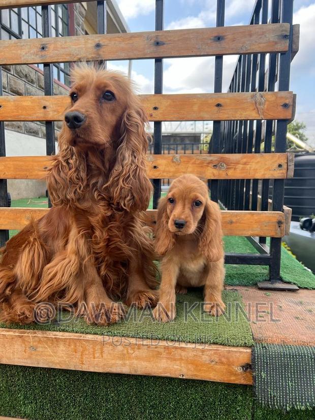 1-3 months Male Purebred Cocker Spaniel - main view