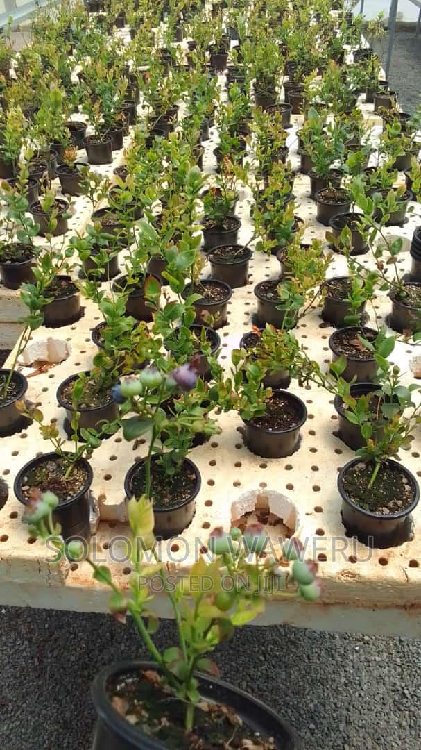 Welcome to Sowa Farm We Have the Best Quality Seedlings