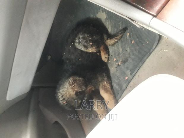 1-3 months Male Purebred German Shepherd