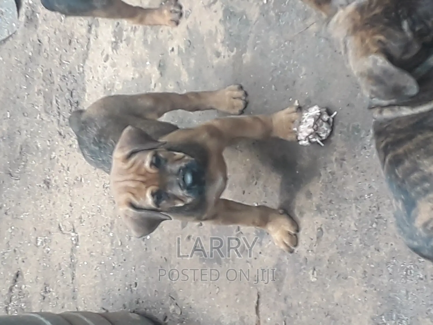 1-3 months Male Purebred Boerboel