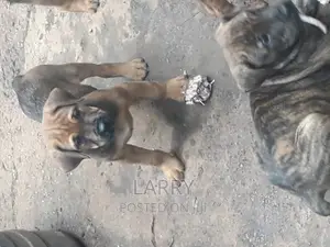 1-3 months Female Purebred Boerboel