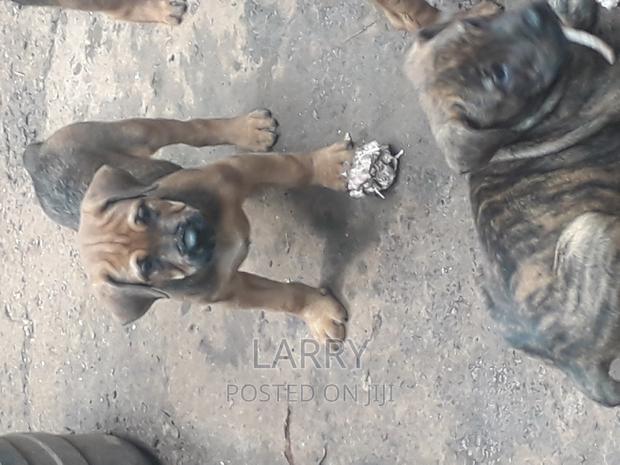 1-3 months Female Purebred Boerboel