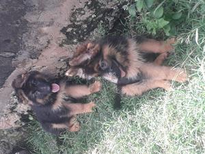 1-3 months Female Purebred German Shepherd - thumbnail 2