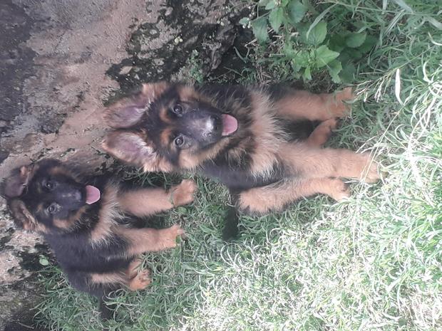 1-3 months Female Purebred German Shepherd - main view