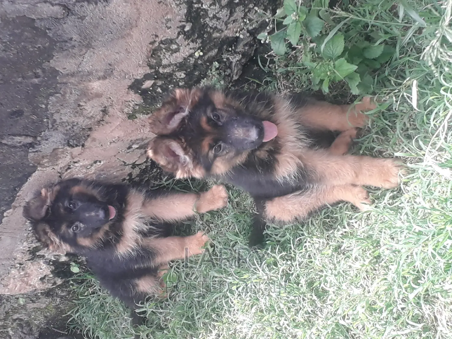 1-3 months Female Purebred German Shepherd