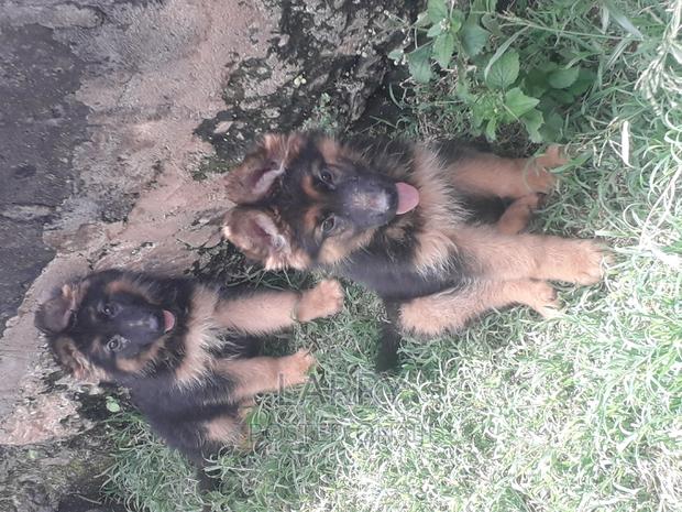 1-3 months Female Purebred German Shepherd - main view