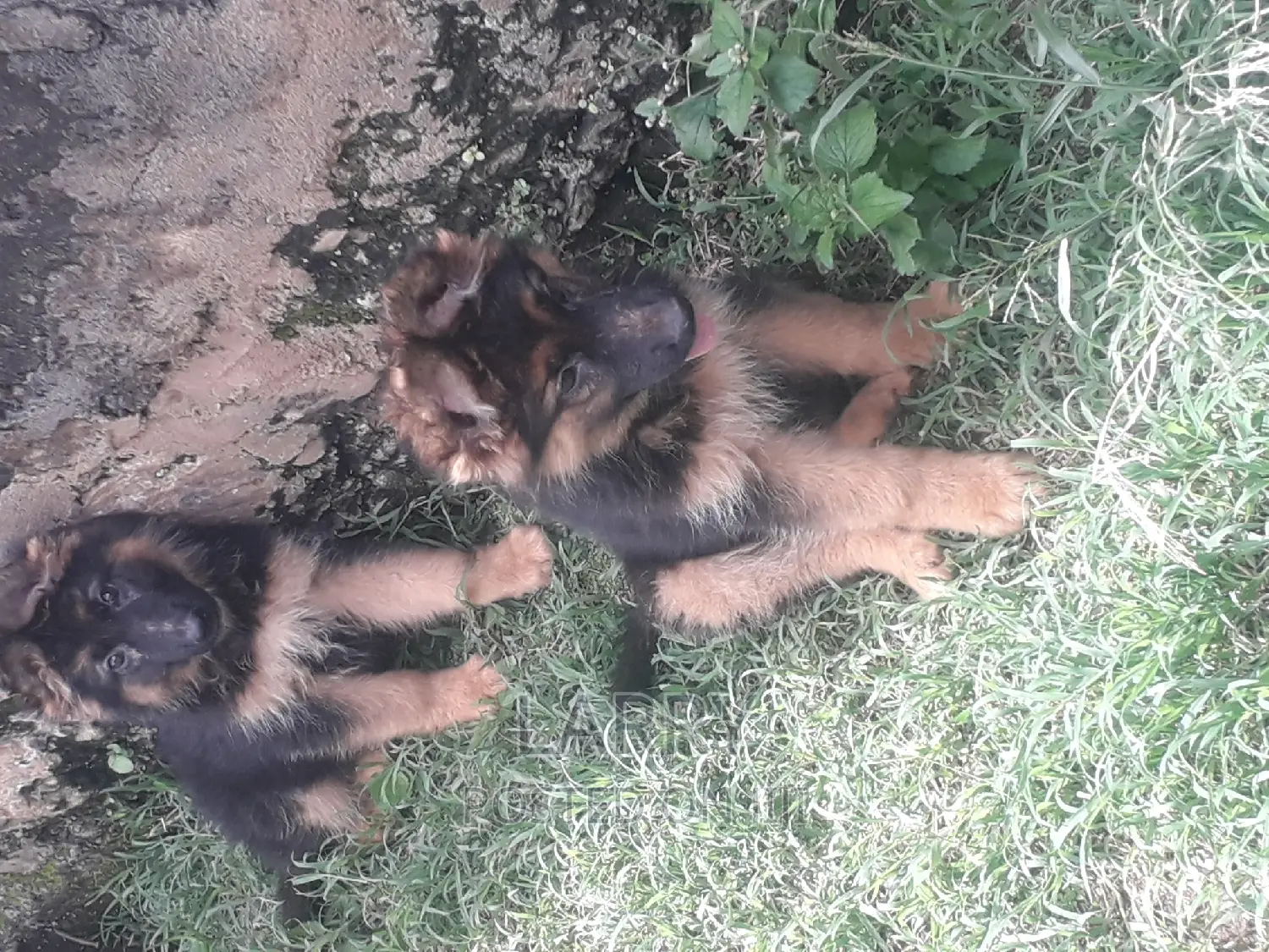1-3 months Female Purebred German Shepherd