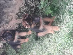 1-3 months Female Purebred German Shepherd