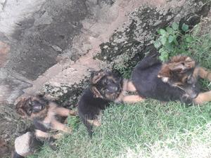 1-3 months Female Purebred German Shepherd - thumbnail 2