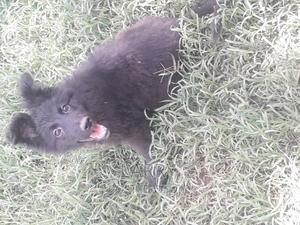 1-3 months Female Purebred German Shepherd - thumbnail 2