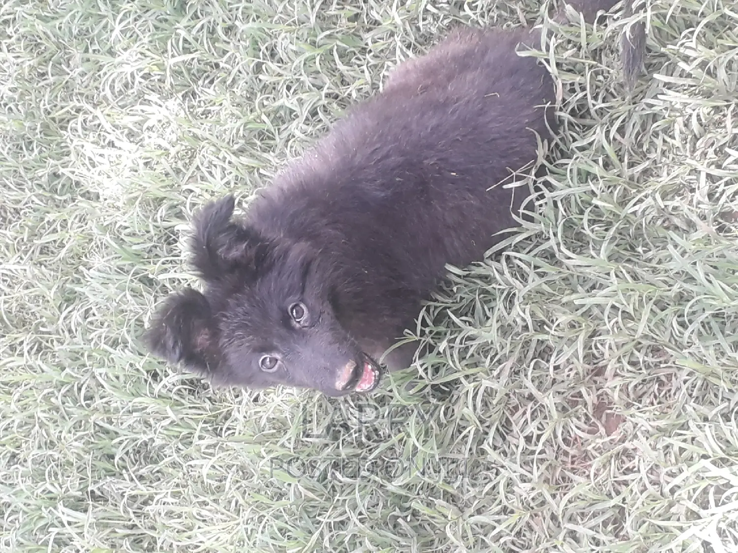 1-3 months Female Purebred German Shepherd
