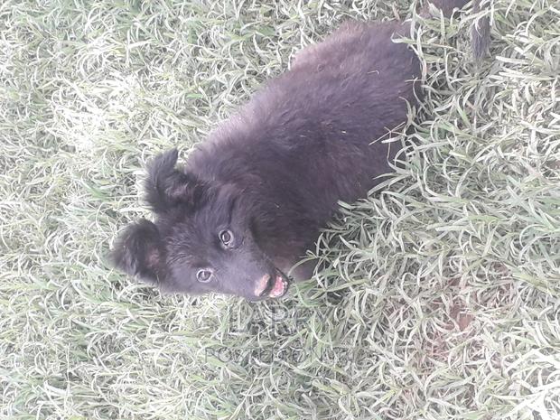 1-3 months Female Purebred German Shepherd - main view