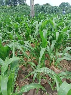 200 Acres Touching River Kilifi