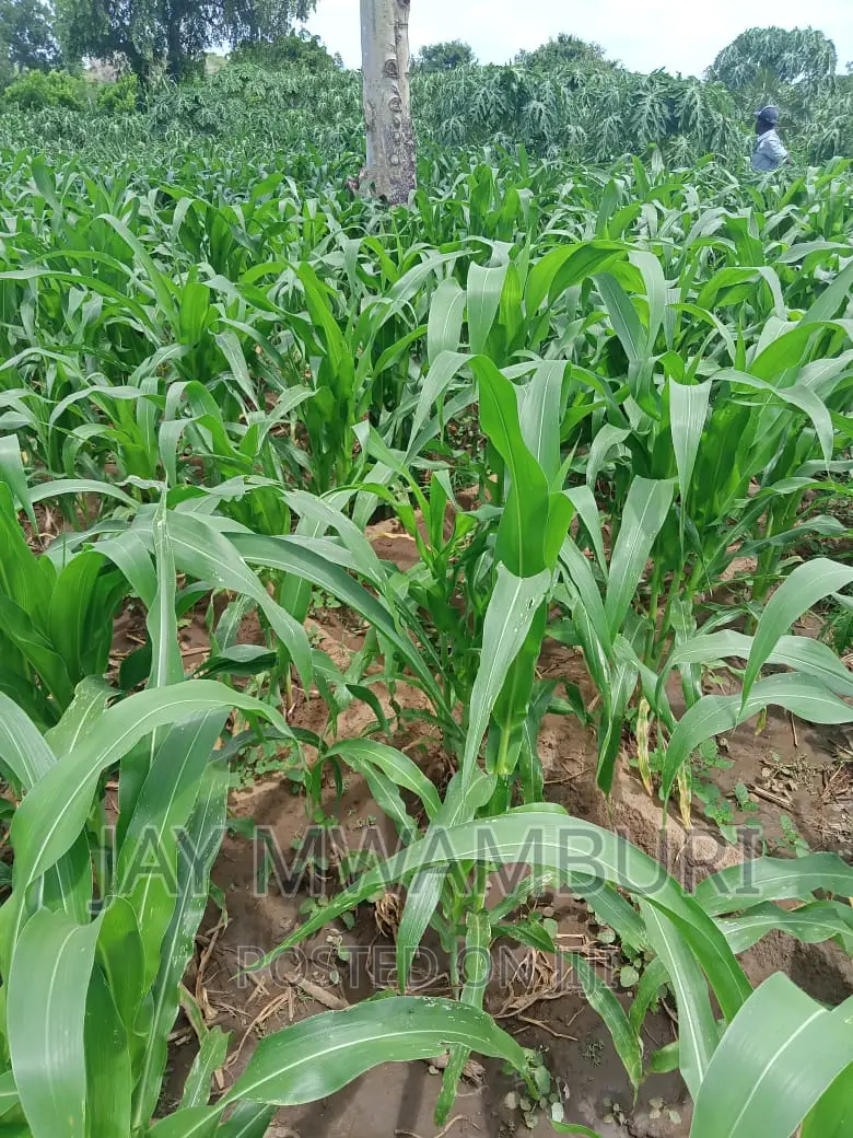200 Acres Touching River Kilifi