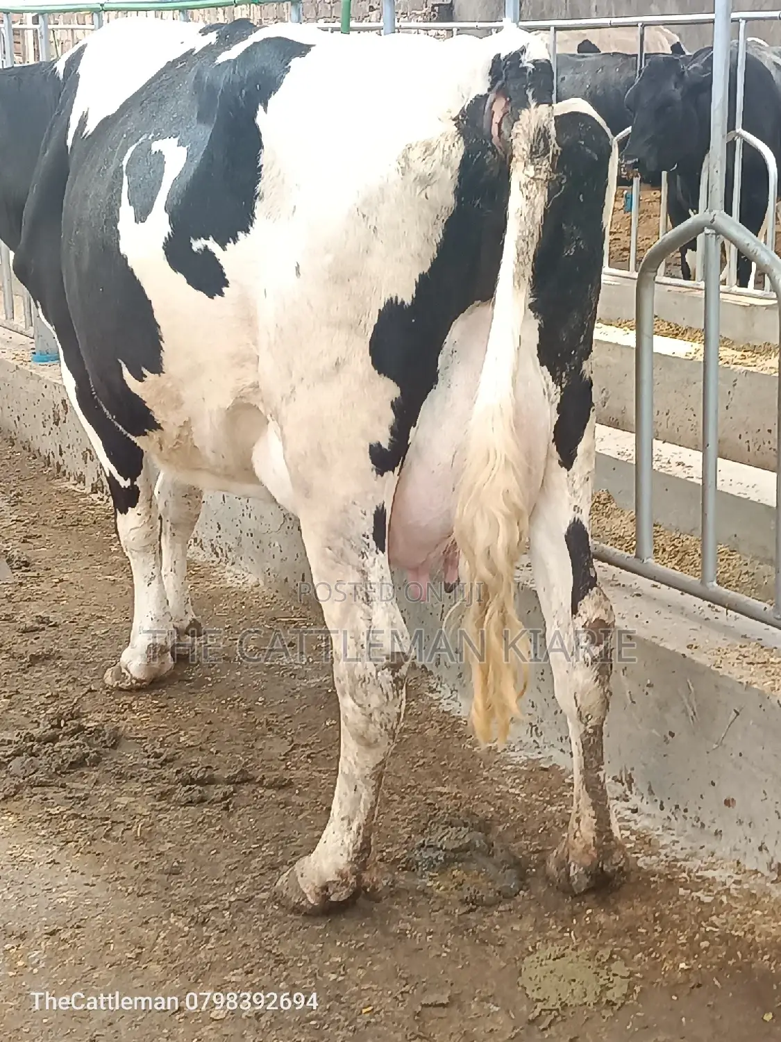 Pedigree Friesian Holstein