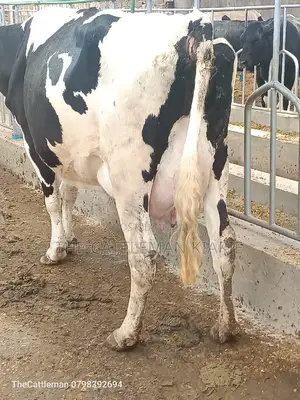 Pedigree Friesian Holstein
