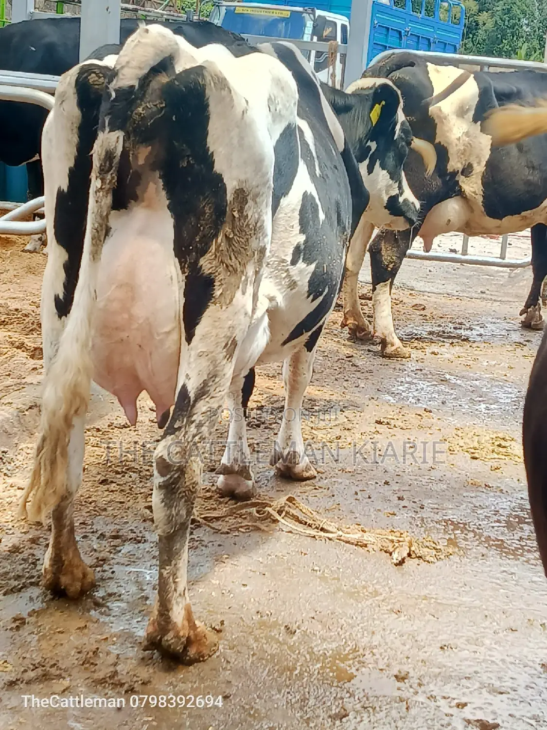 Pedigree Friesian Holstein