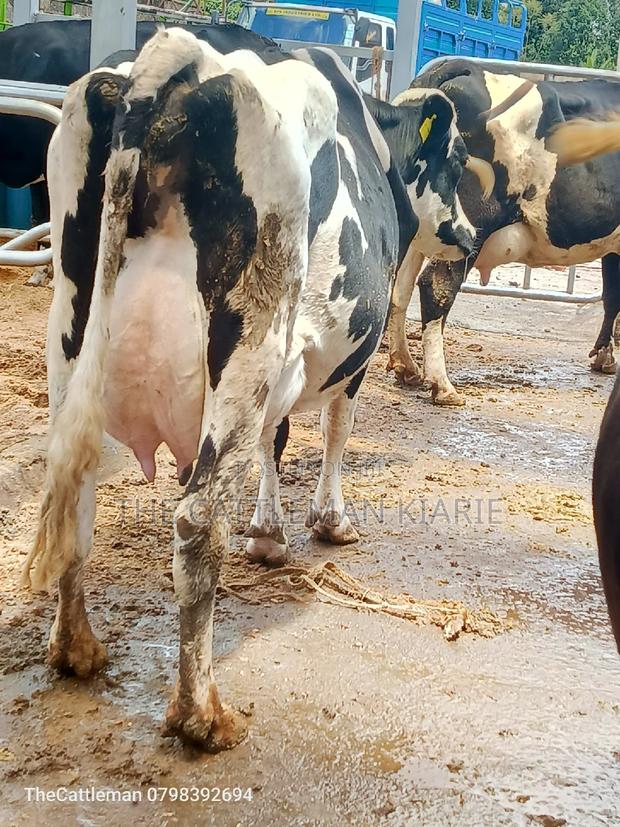 Pedigree Friesian Holstein - thumbnail 2