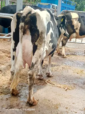 Pedigree Friesian Holstein