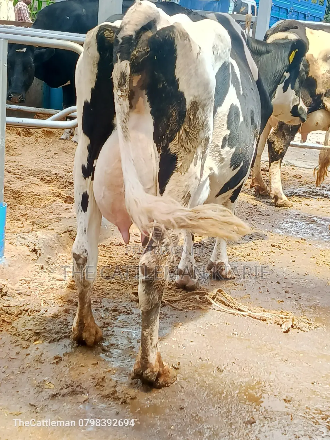 Pedigree Friesian Holstein